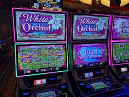Golden Toad animated reel interface displayed in live-dealer studio frame on winstar77 platform